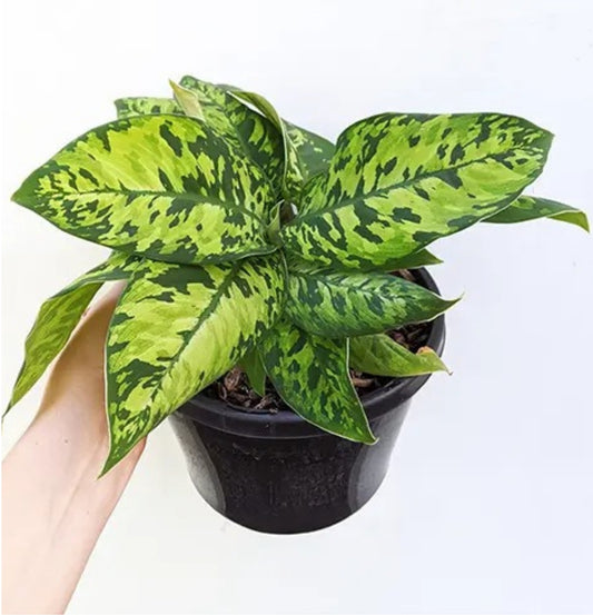 NEW Homalomena Camouflage