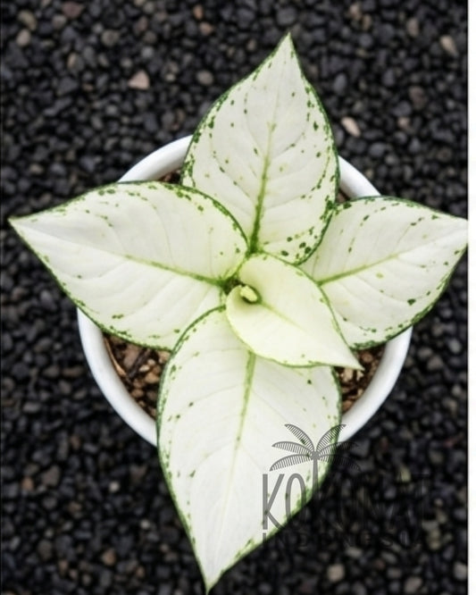 NEW Aglaonema Super White Tropical Plants Oramicin