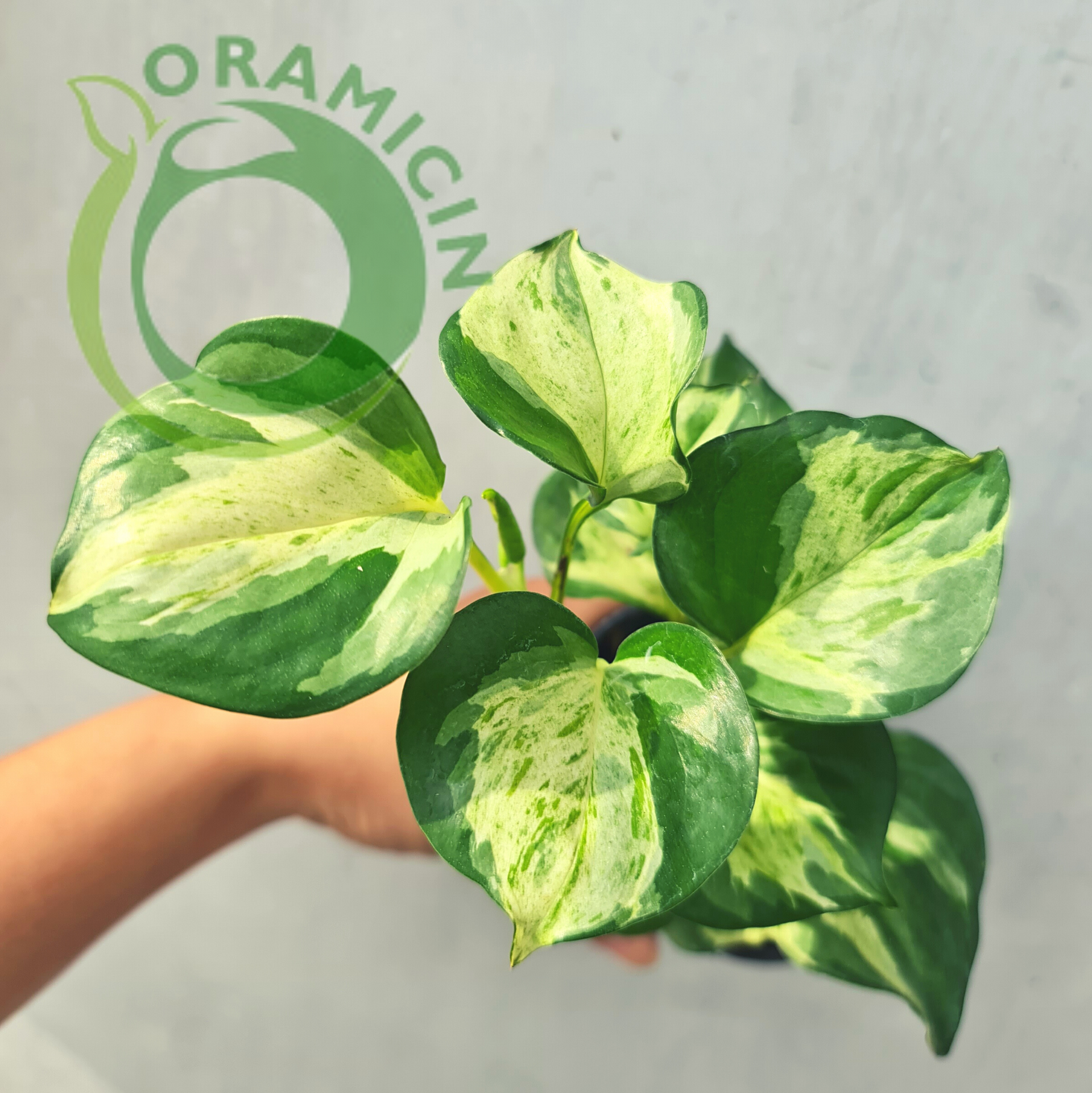 Epipremnum Manjula Pothos Variegated (Small Size) – oramicin