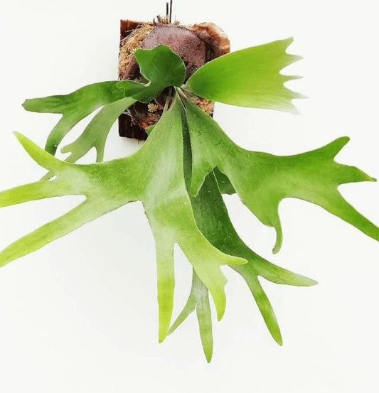 NEW Platycerium Bifurcatum