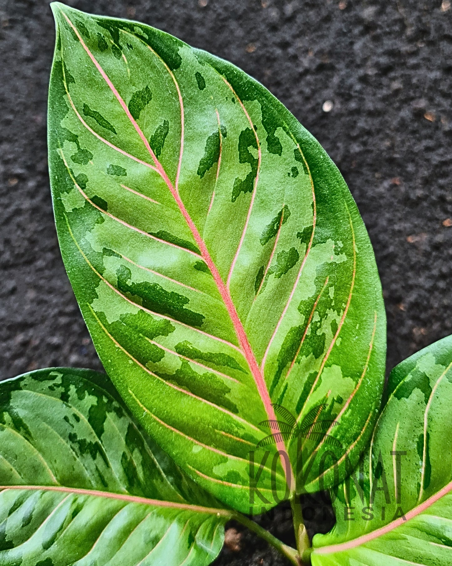 Aglaonema Army