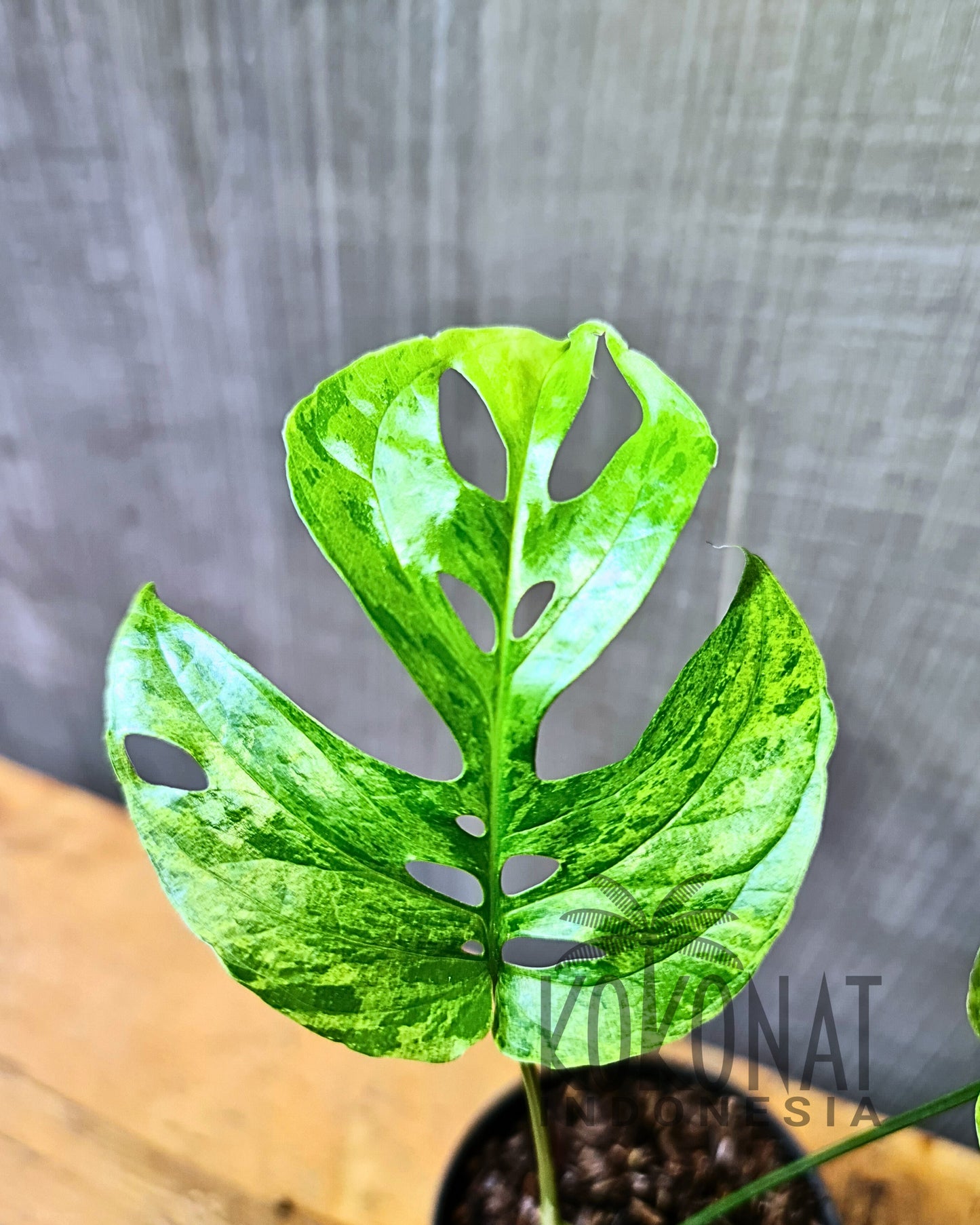 Amydrium Mint Variegated