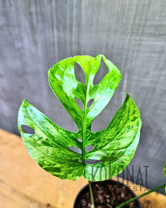 Amydrium Mint Variegated