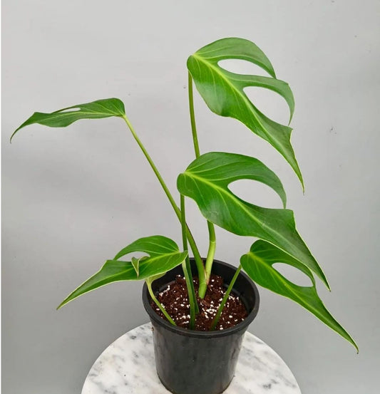 NEW Monstera Burle Marx Flame