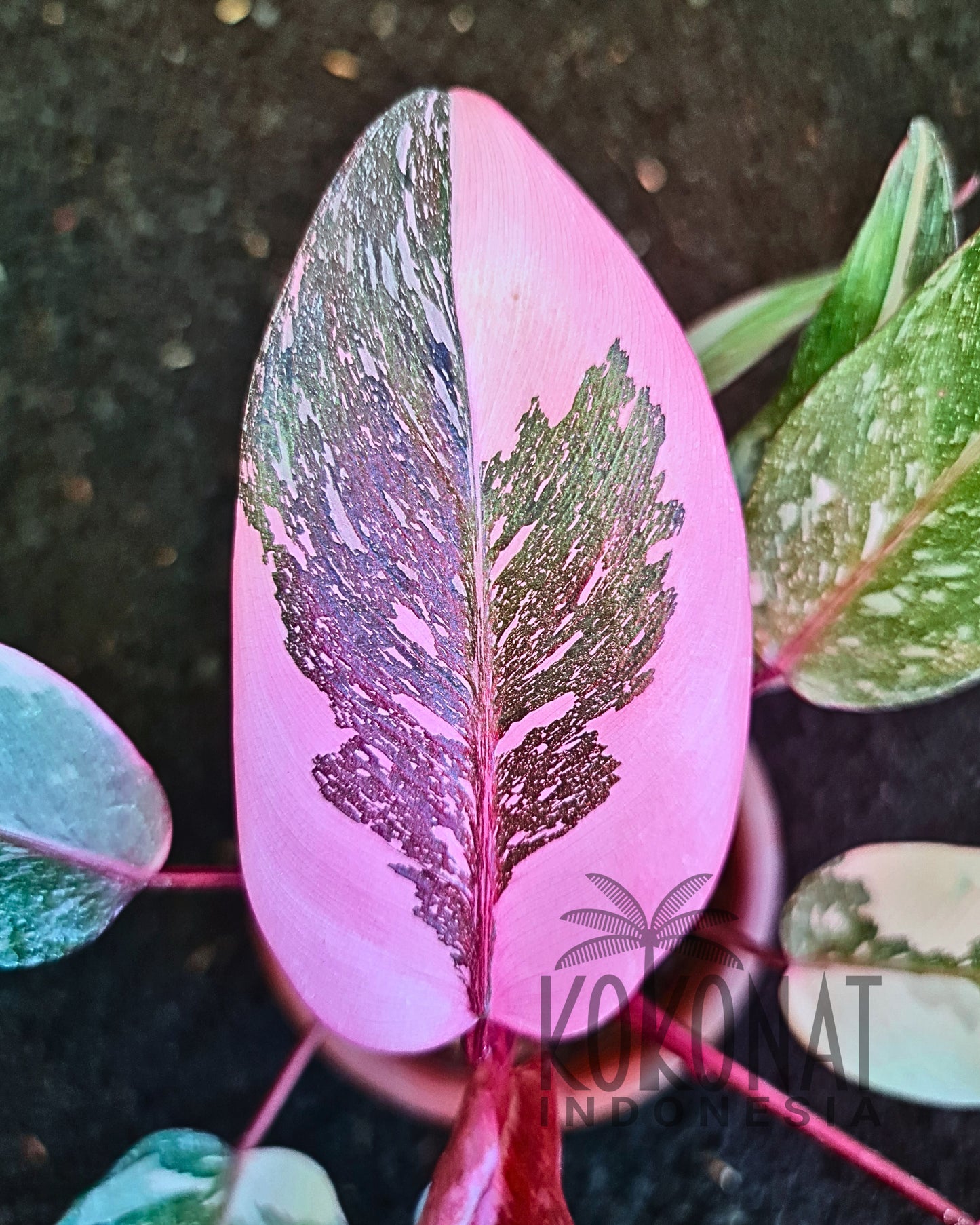 Philodendron Pink Princess Galaxy