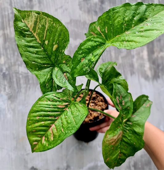 NEW Syngonium Pink Galaxy Allusion Variegated