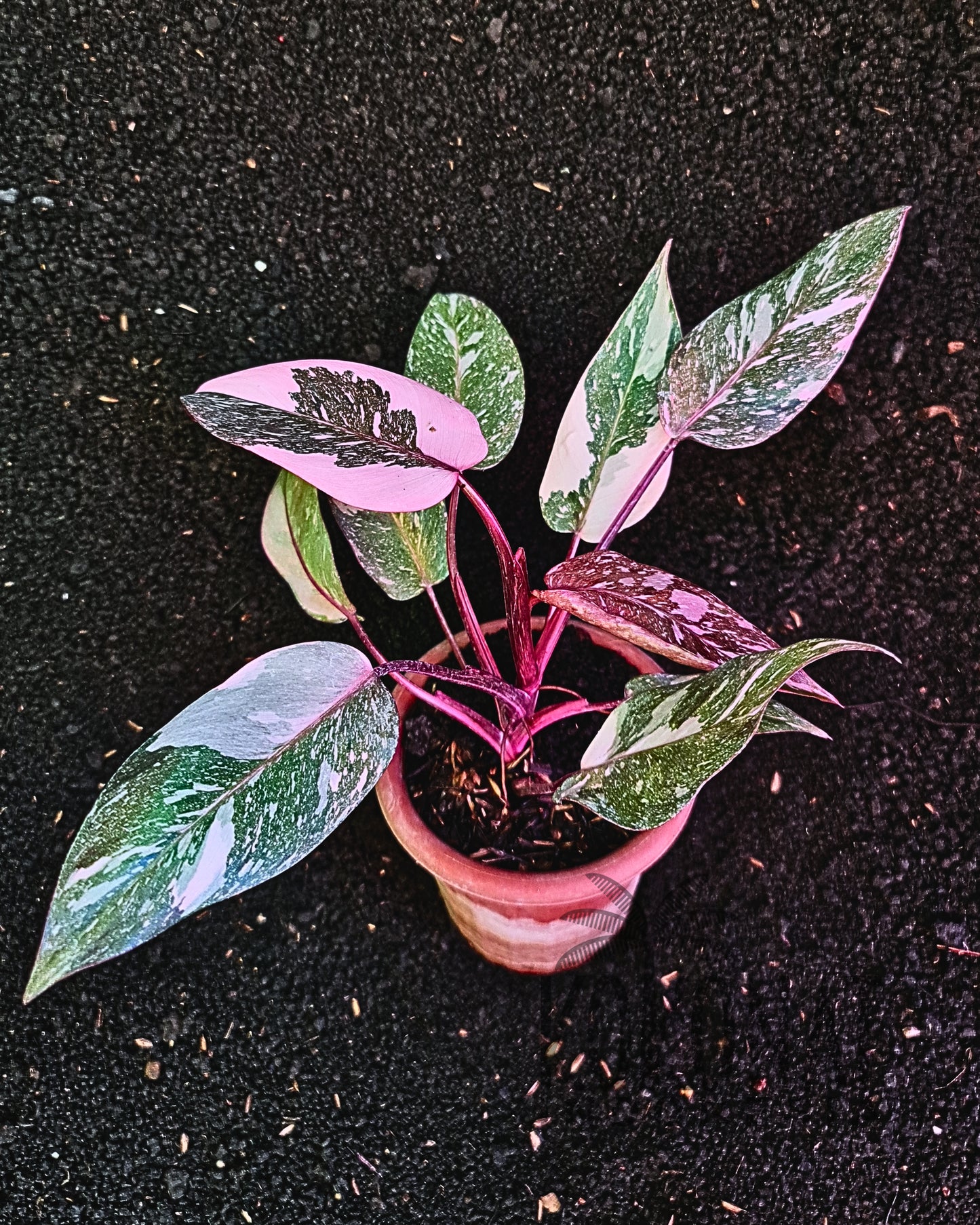 Philodendron Pink Princess Galaxy
