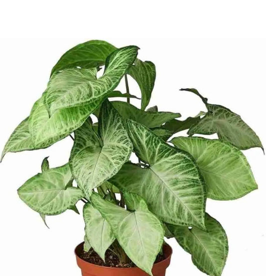 NEW Syngonium Podophyllum