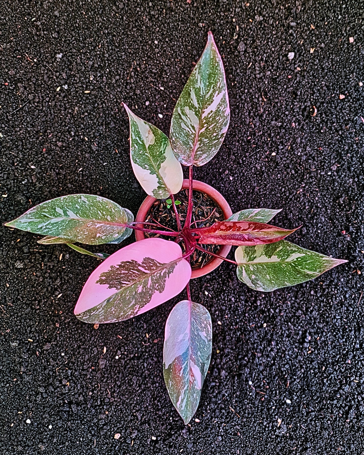 Philodendron Pink Princess Galaxy
