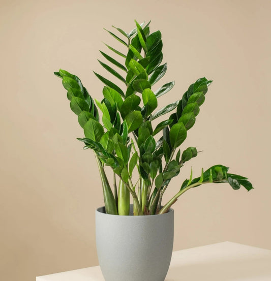 NEW Zamiaculcas Zamiifolia Green