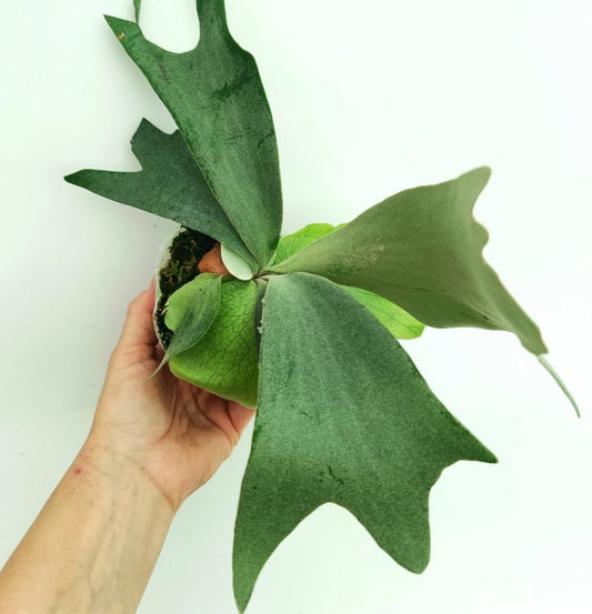 NEW Platycerium Willinckii