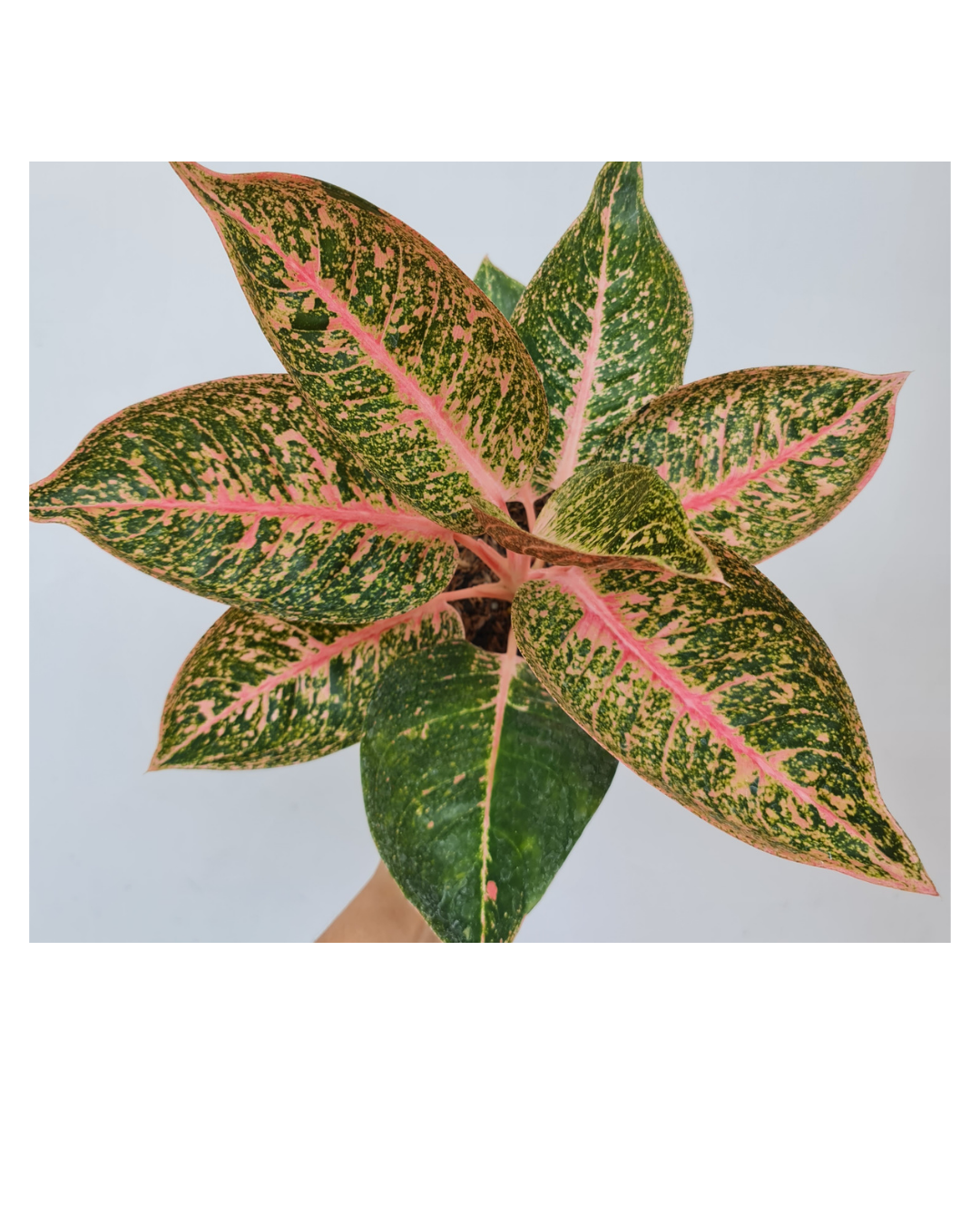 Aglaonema Shinta Tropical Plants ORAMICIN