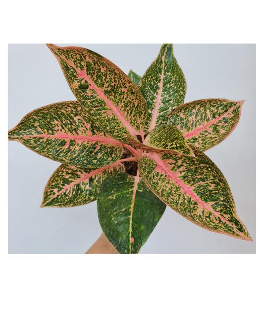 Aglaonema Shinta Tropical Plants ORAMICIN