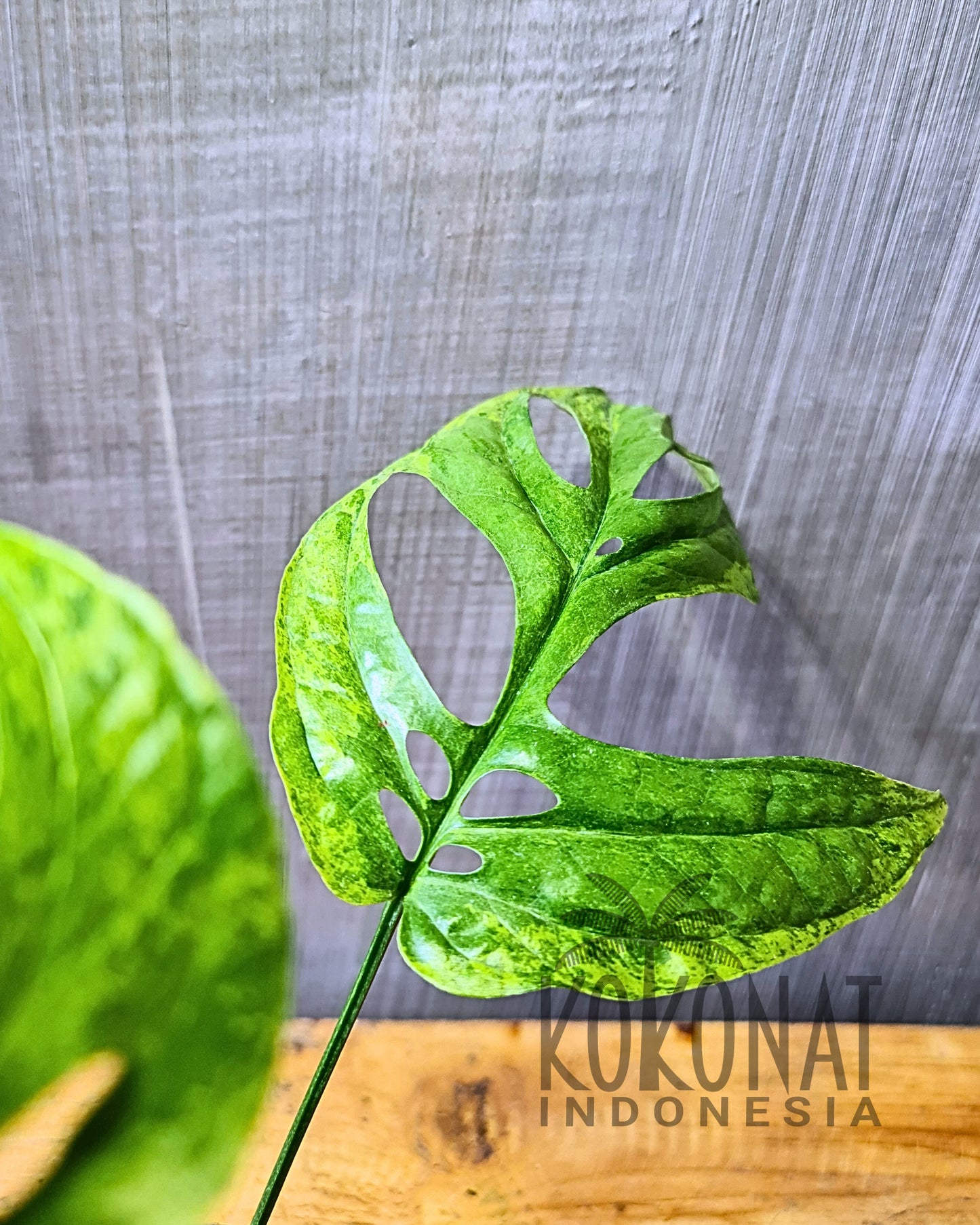 Amydrium Mint Variegated