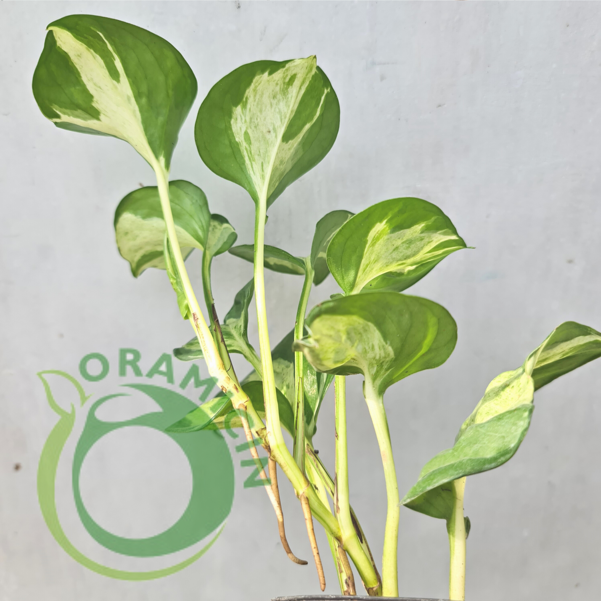pothos manjula vs marble queen Epipremnum Manjula Pothos Variegated (Small Size) – oramicin