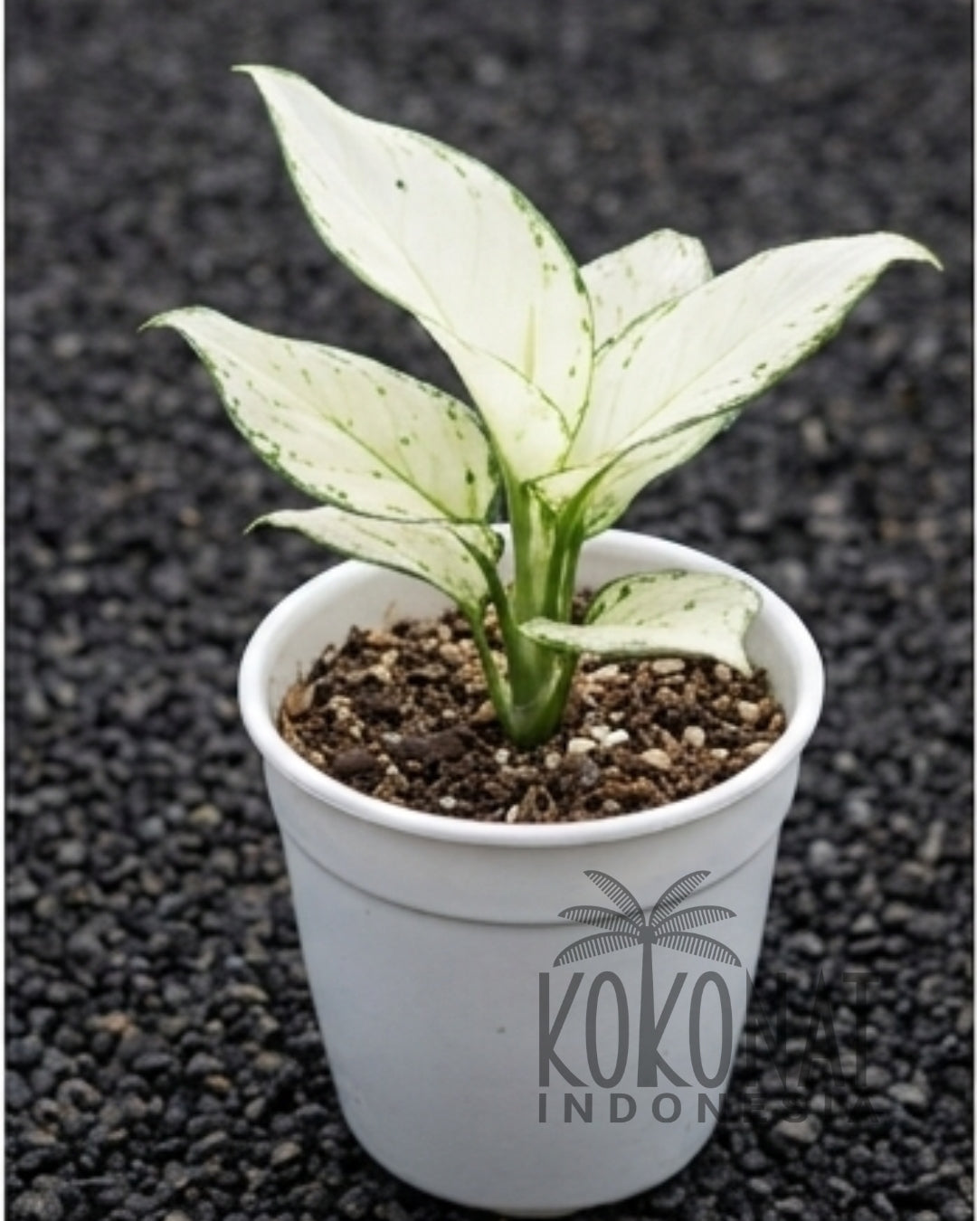 NEW Aglaonema Super White