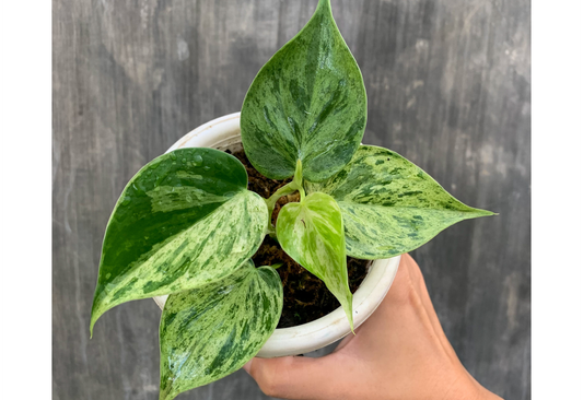 Philodendron Hederaceum Marble Variegated Tropical Plants ORAMICIN