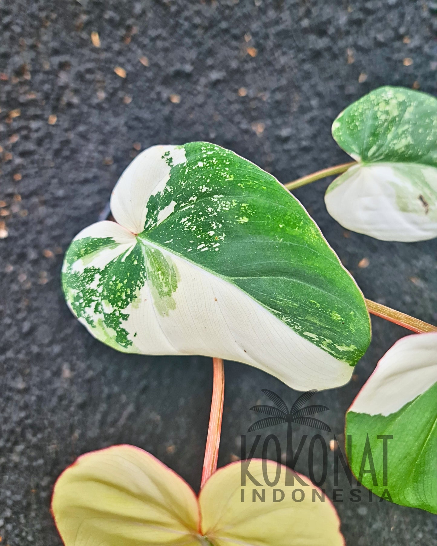 NEW Philodendron Gloriosum Variegated