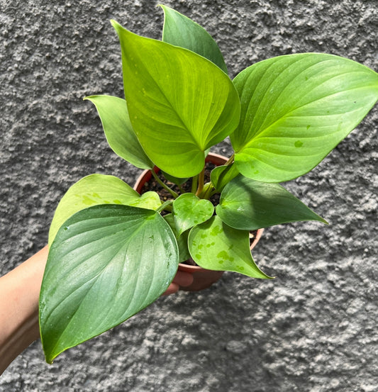NEW Homalomena Rubescens