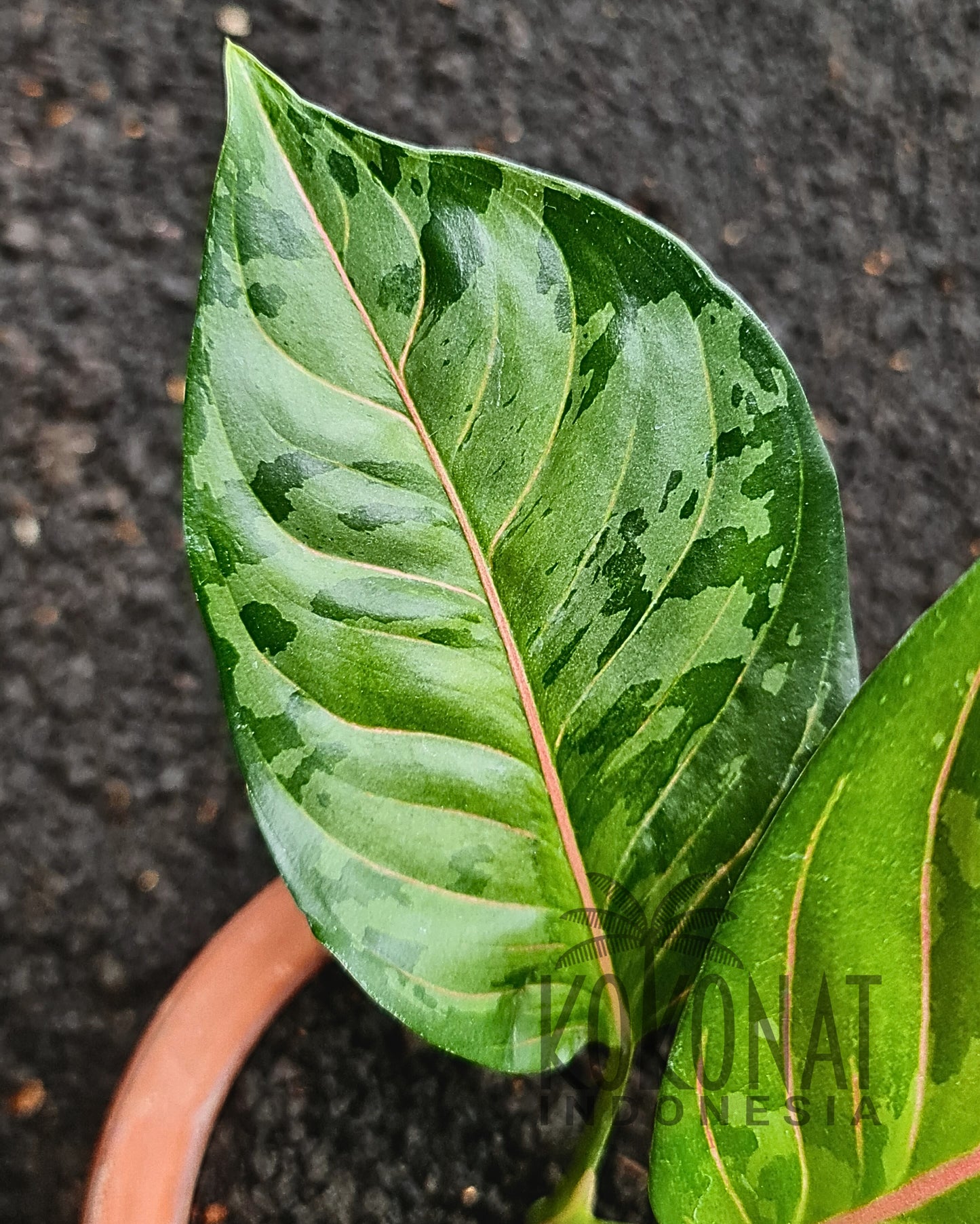 Aglaonema Army