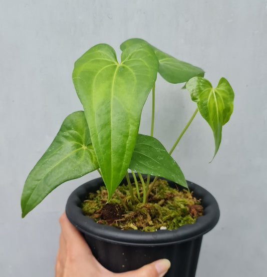 NEW Anthurium Pedatoradiatum
