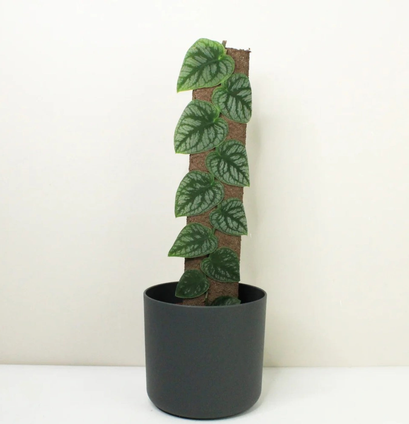 NEW Monstera Dubia