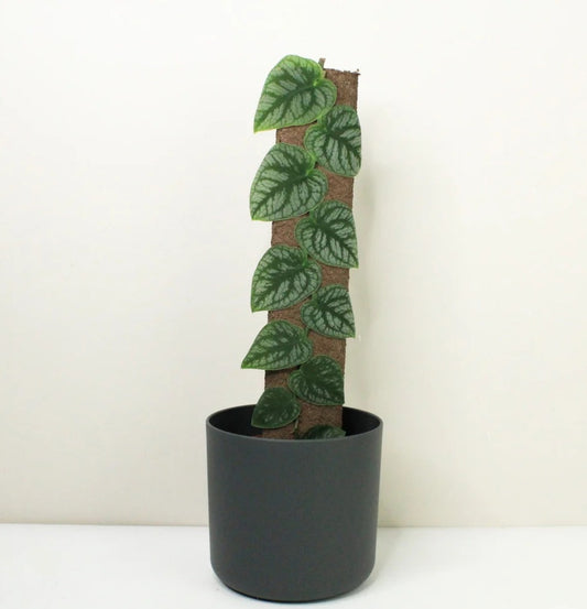 NEW Monstera Dubia