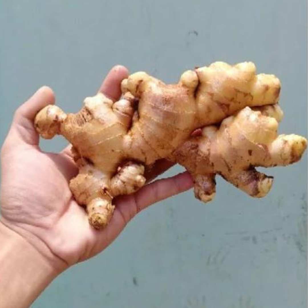 Elephant Ginger - Zingiber officinal Rosc