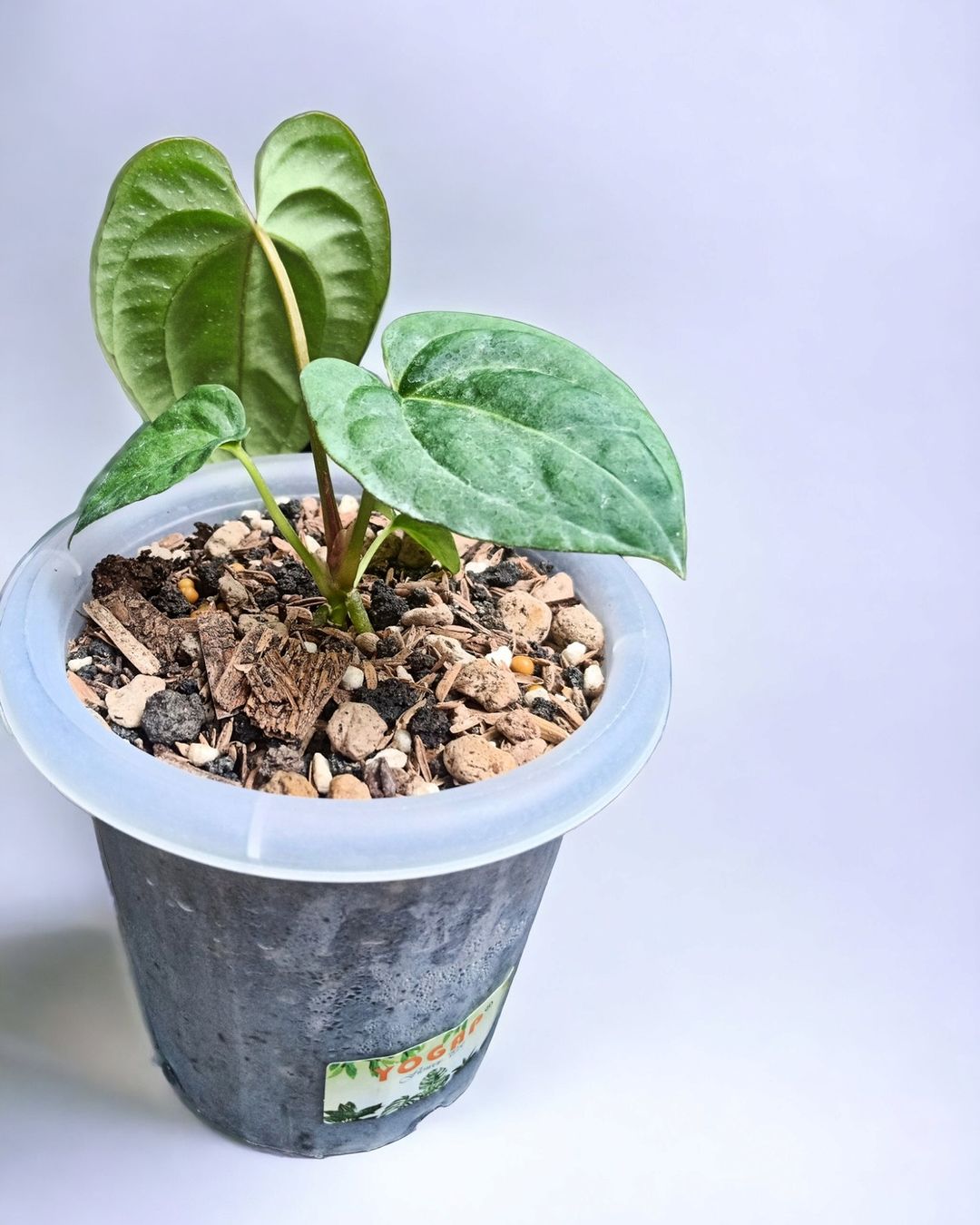 Anthurium Purnama Dark Phoenix X Papillilaminum xone