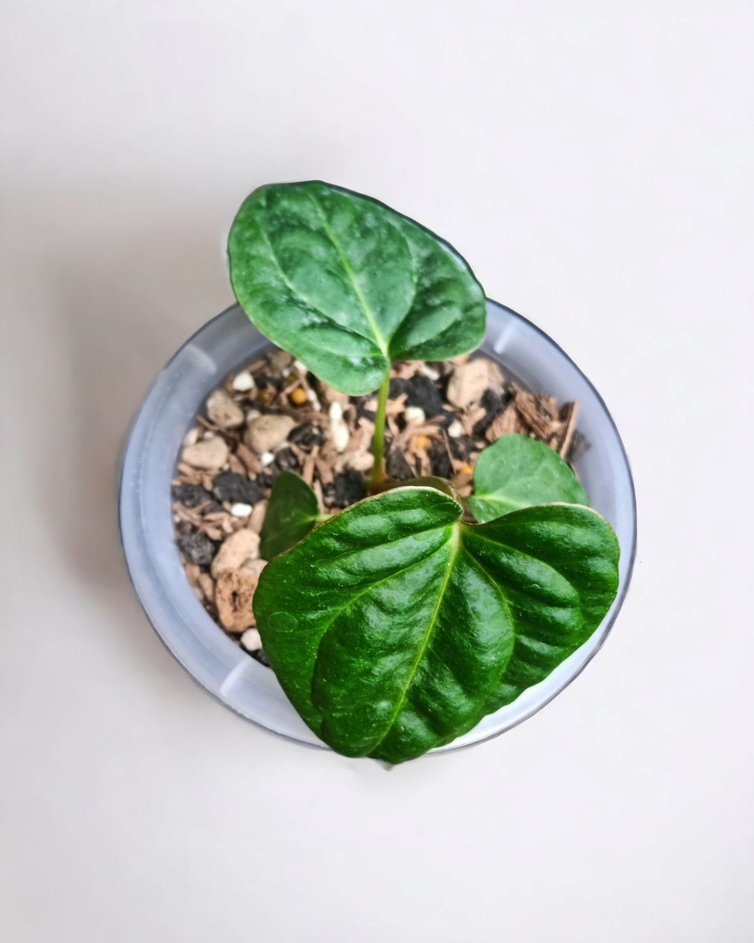 Anthurium Purnama Dark Phoenix X Papillilaminum xone