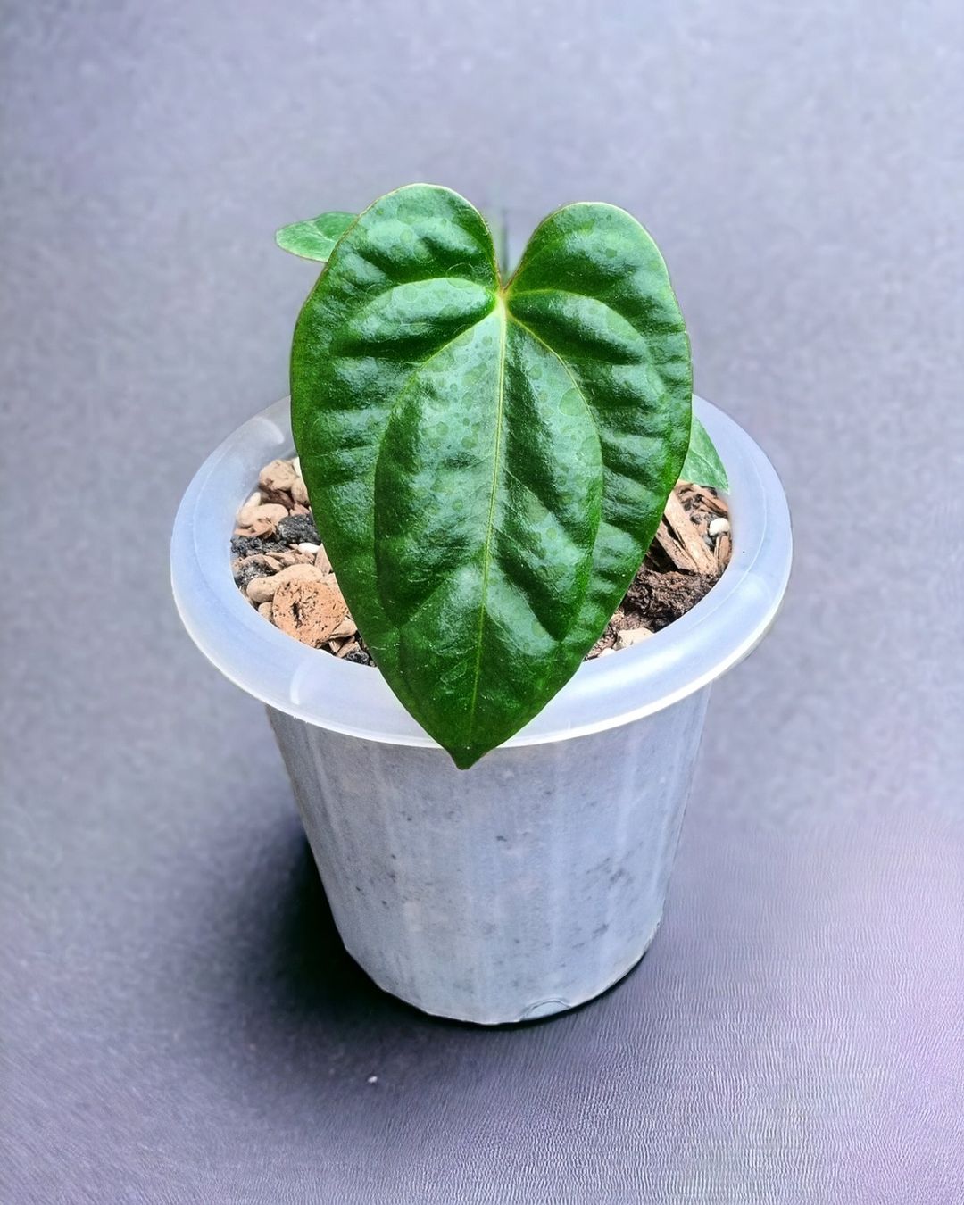 Anthurium Purnama Dark Phoenix X Papillilaminum xone