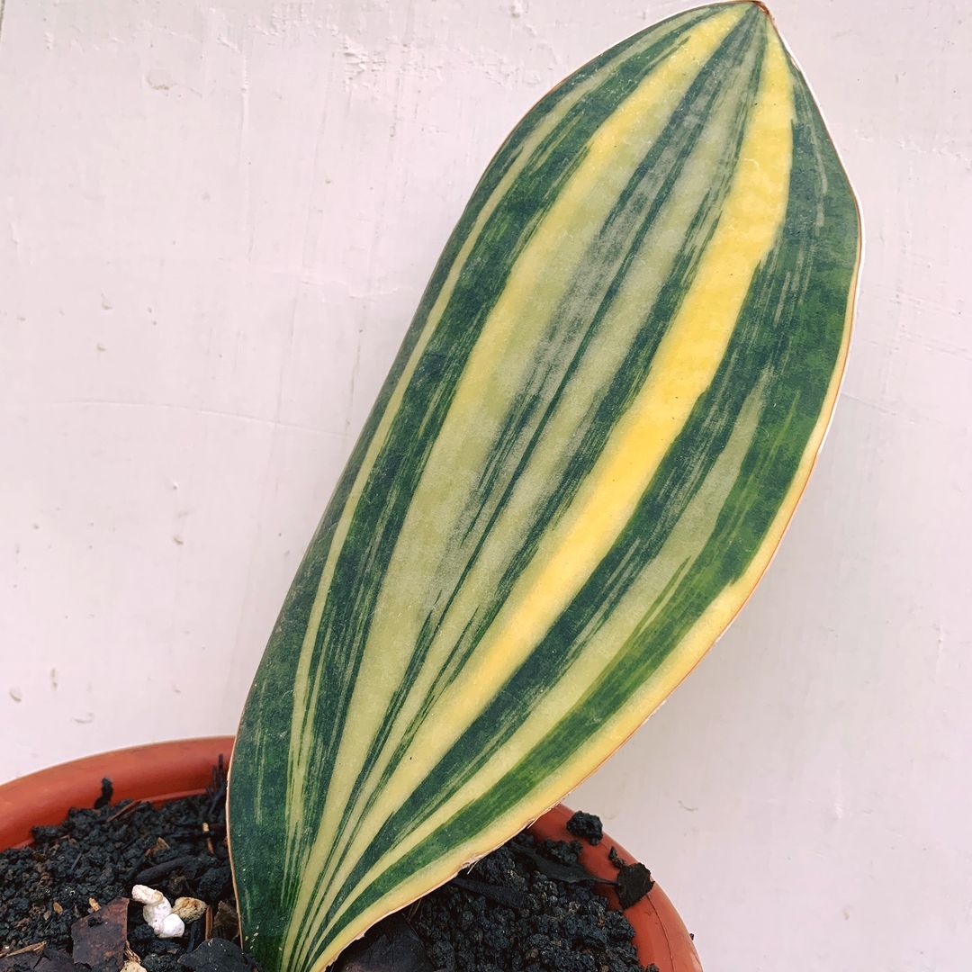 Sansevieria Masoniana Yellow Variegated Tropical Plants ORAMICIN