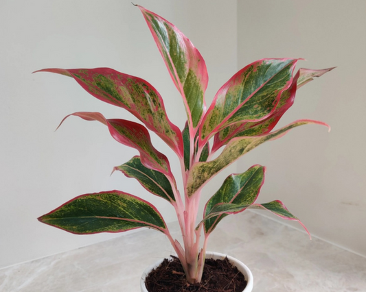 Aglaonema Red Chinese Evergreen Tropical Plants ORAMICIN