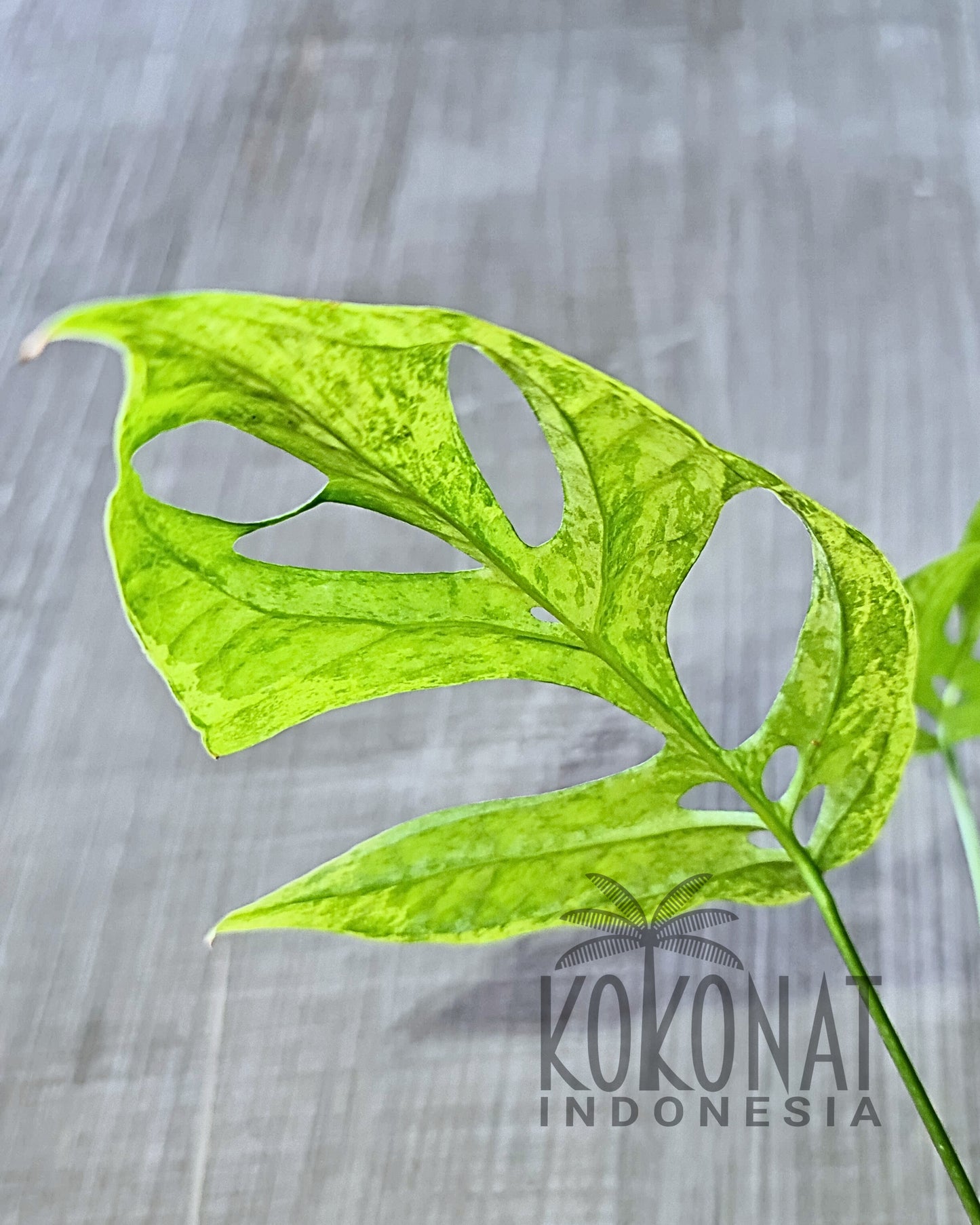 Amydrium Mint Variegated