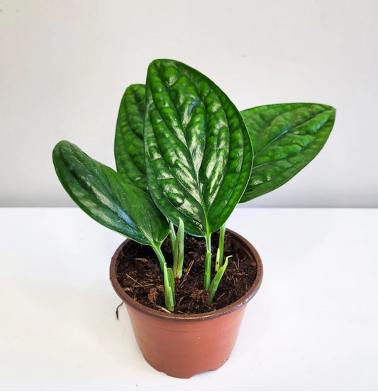 NEW Monstera Karstenianum Green