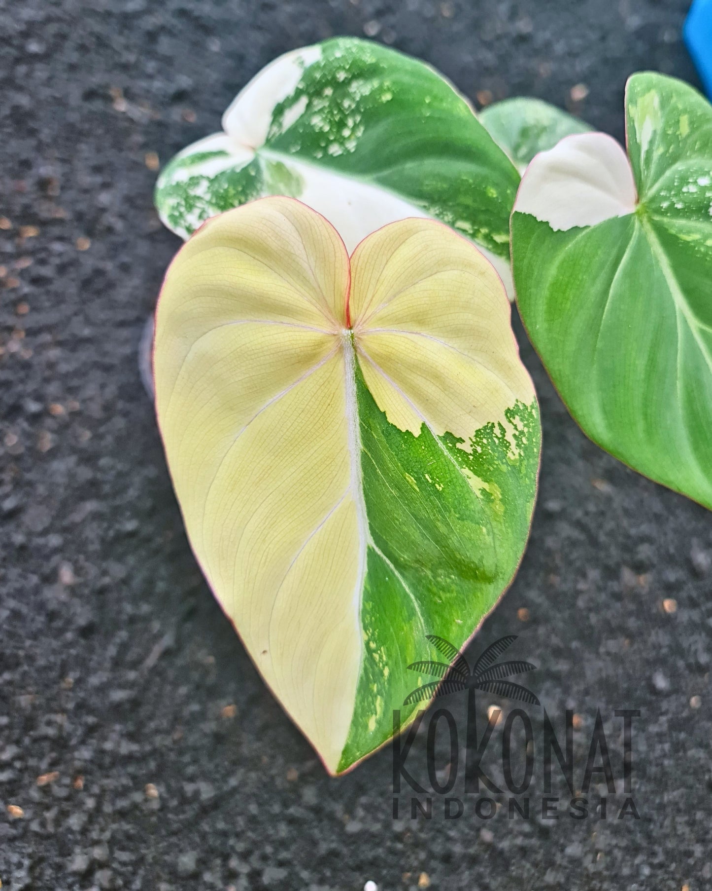NEW Philodendron Gloriosum Variegated
