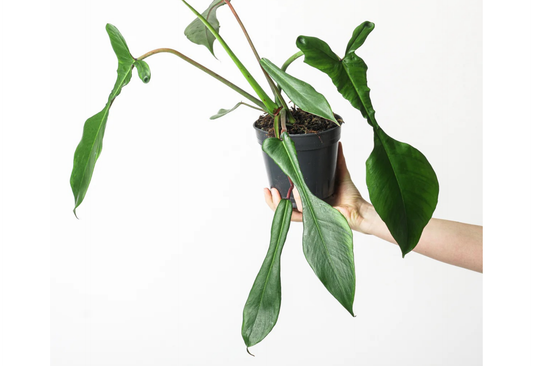 Philodendron Joepii Tropical Plants ORAMICIN