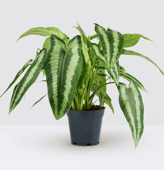 NEW Homalomena Schismatoglottis