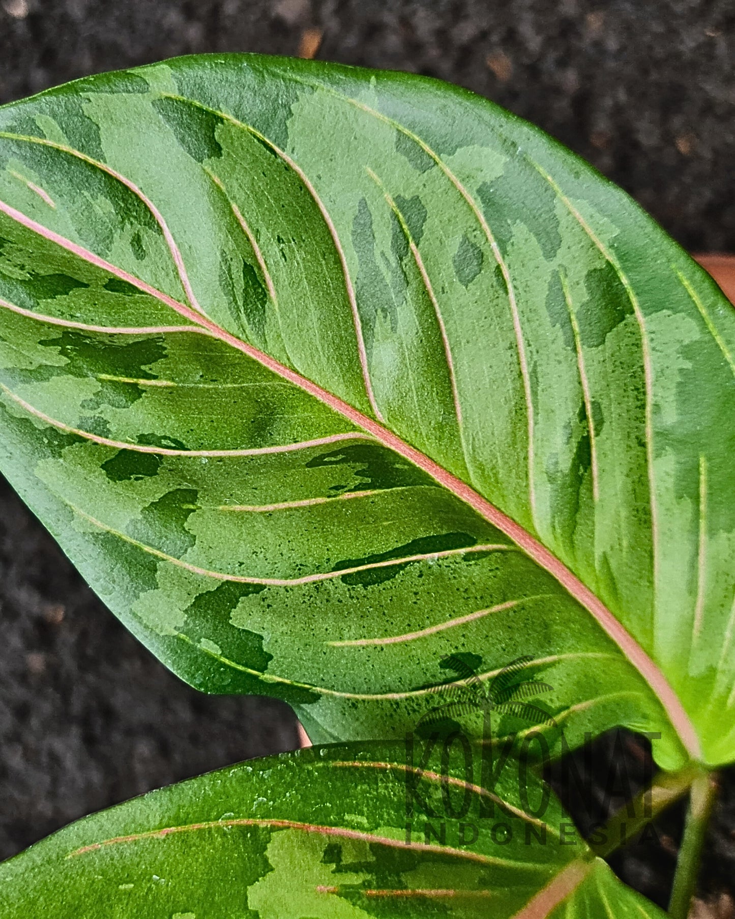 Aglaonema Army