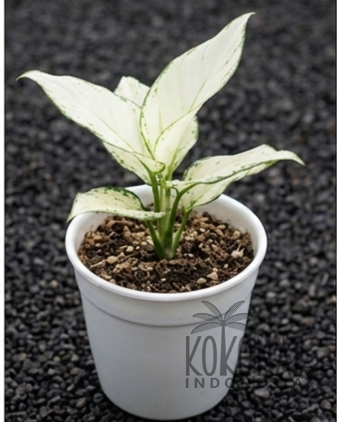 NEW Aglaonema Super White