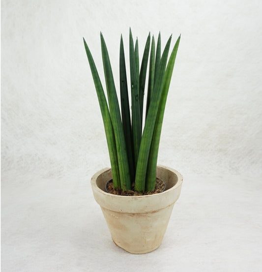 NEW Sansevieria Cylindrica