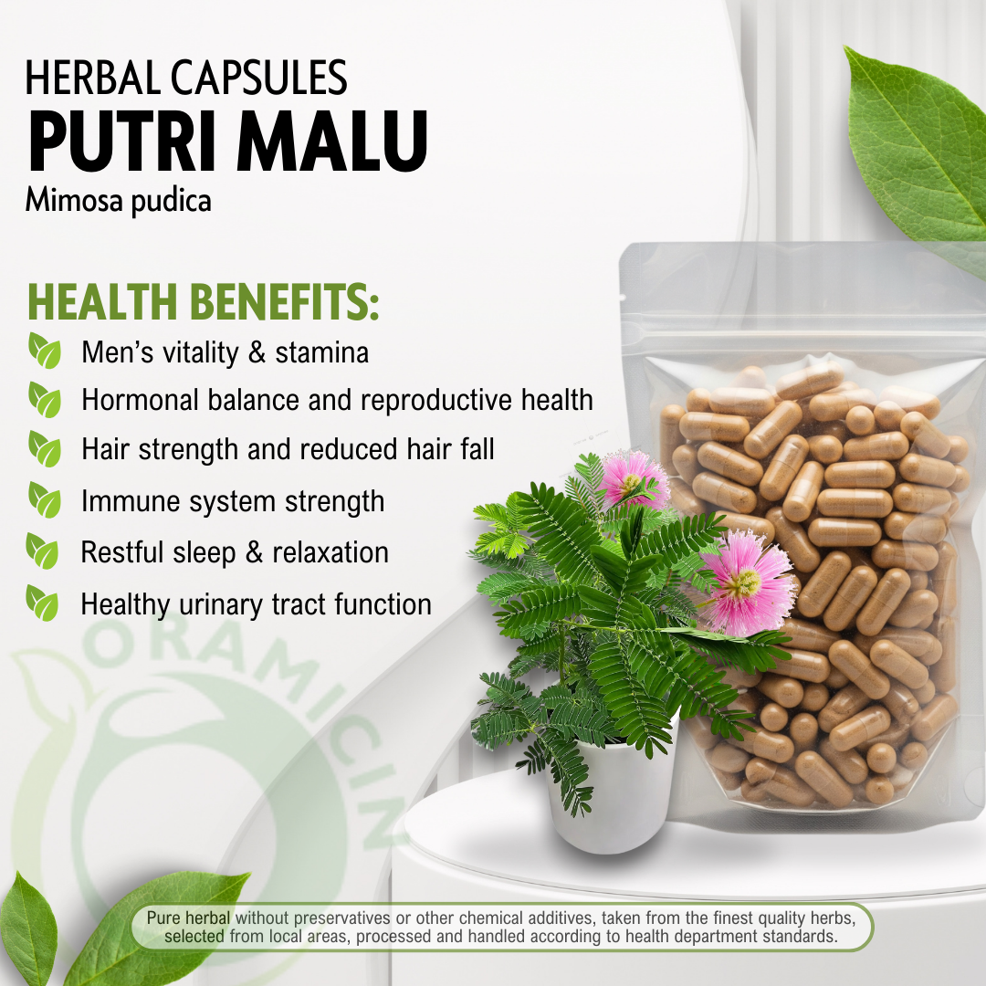 100 CAPSULES PUTRI MALU MIMOSA PUDICA NATURAL ORGANIC HERBAL HERBS