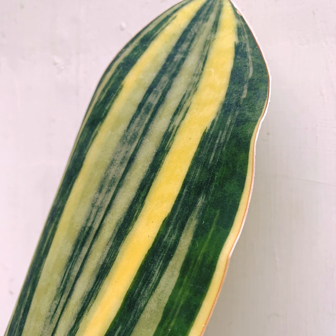 Sansevieria Masoniana Yellow Variegated Tropical Plants ORAMICIN