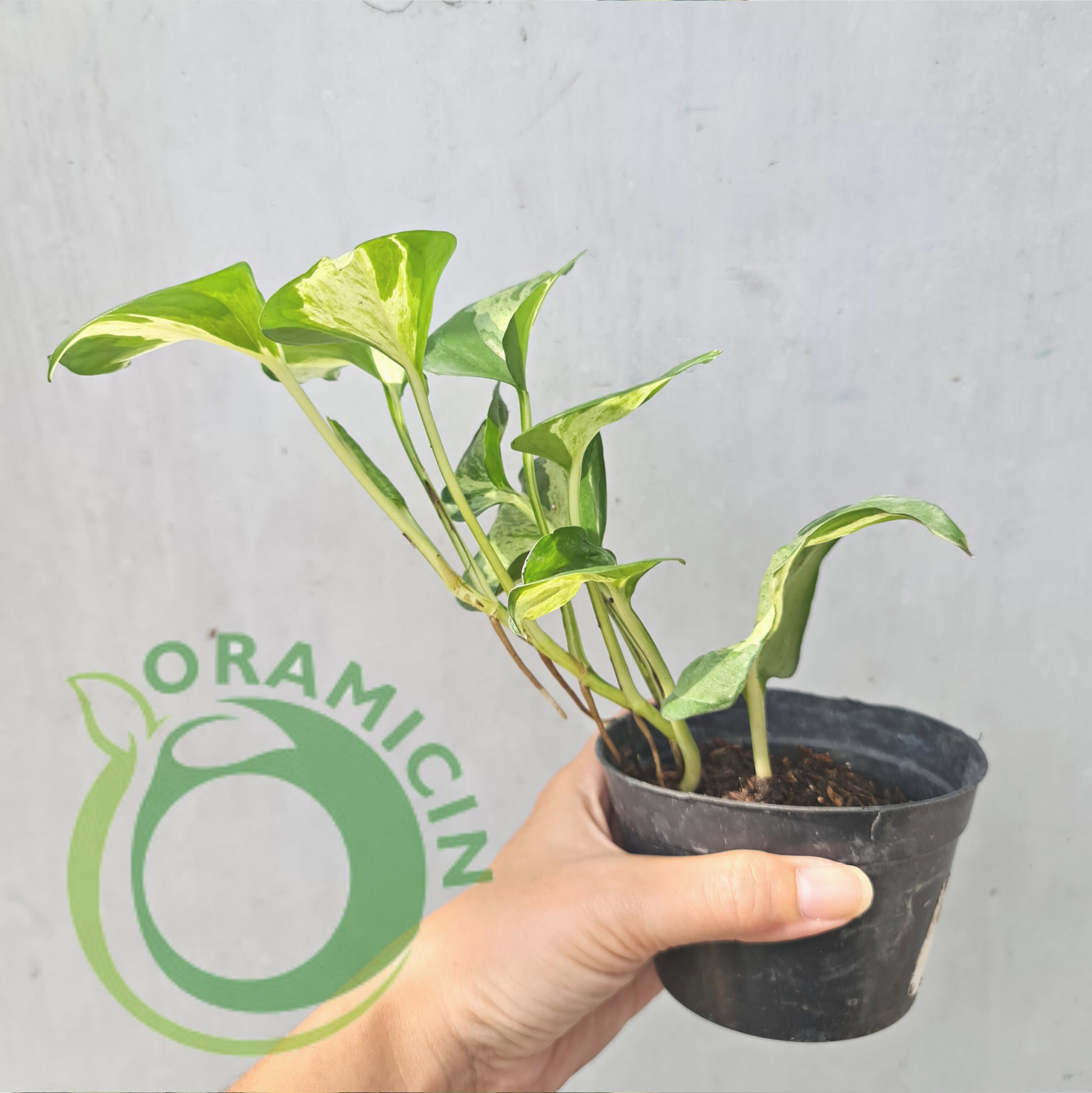 manjula pothos etsy Epipremnum Manjula Pothos Variegated (Small Size) – oramicin
