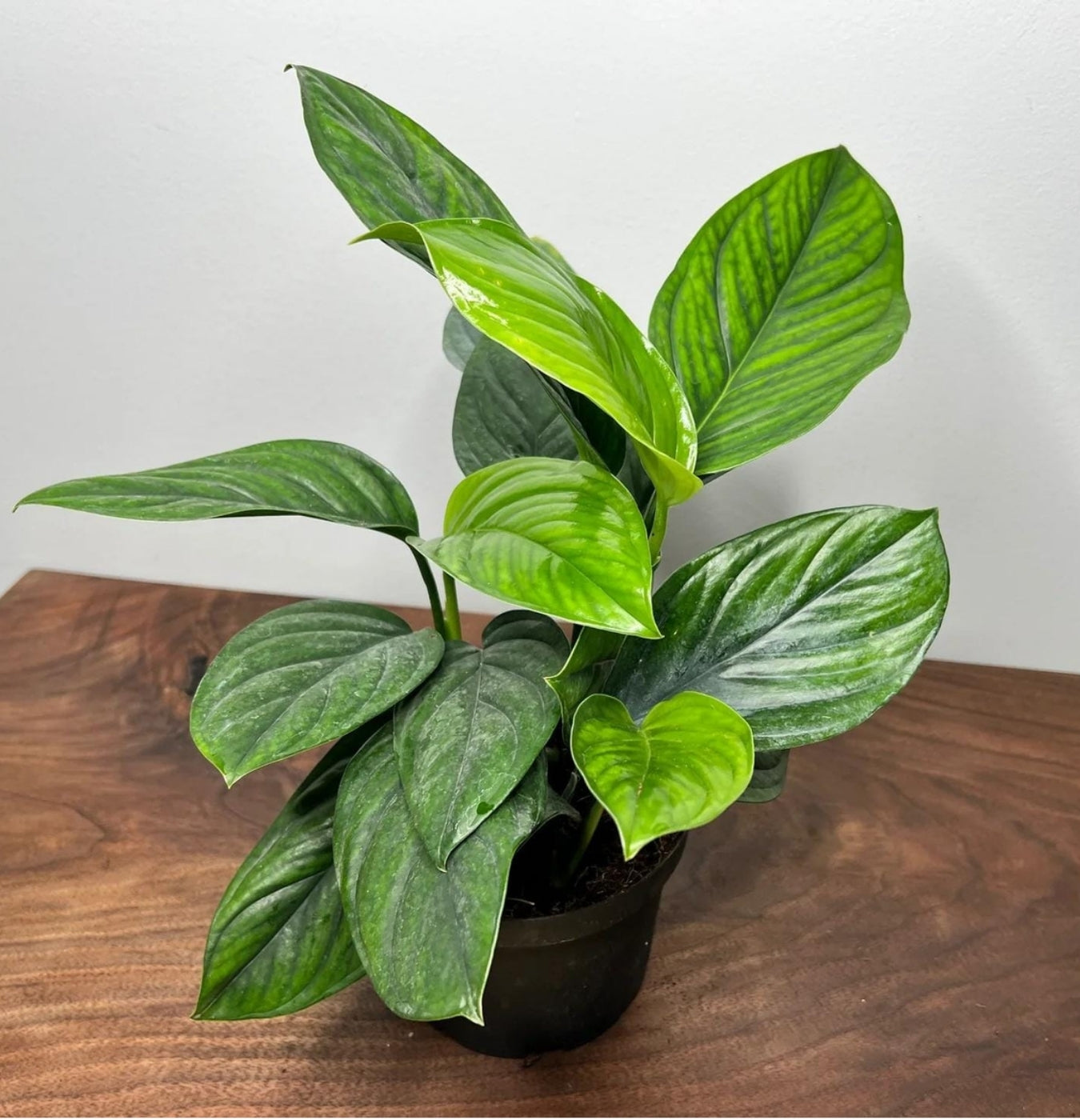 NEW Monstera Pinnatipartita