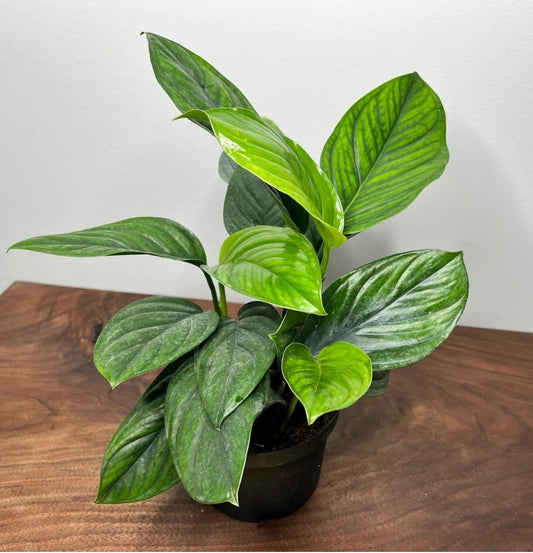 NEW Monstera Pinnatipartita