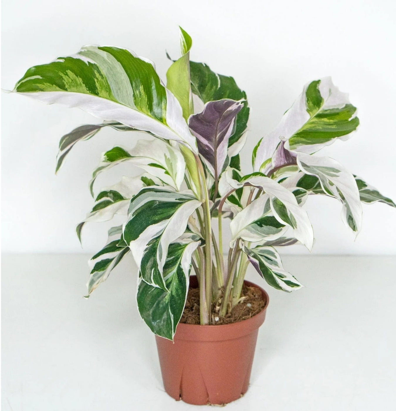 NEW Calathea Putih Fusion