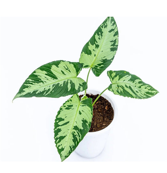 NEW Homalomena Schismatoglottis Neoguineensis