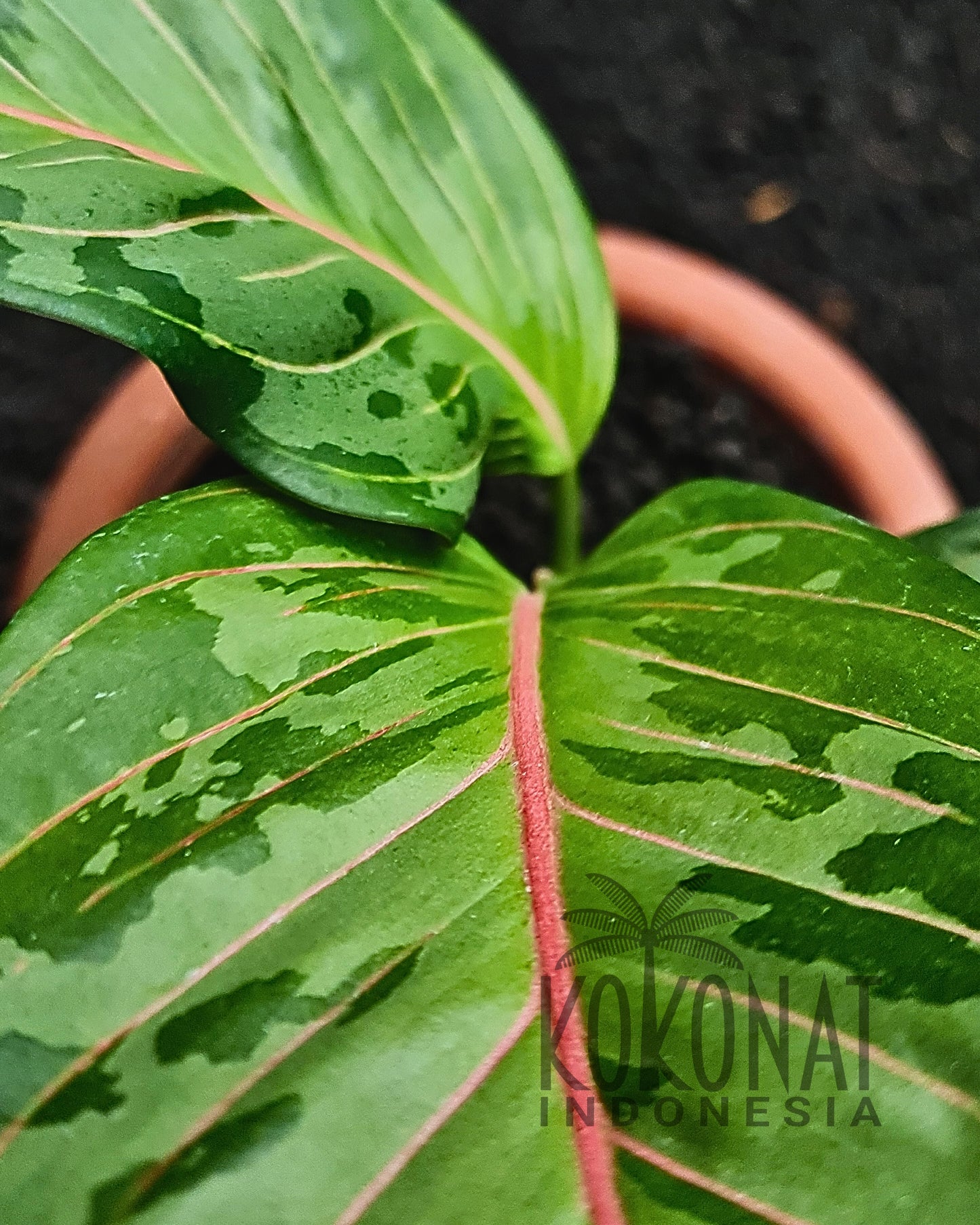 Aglaonema Army
