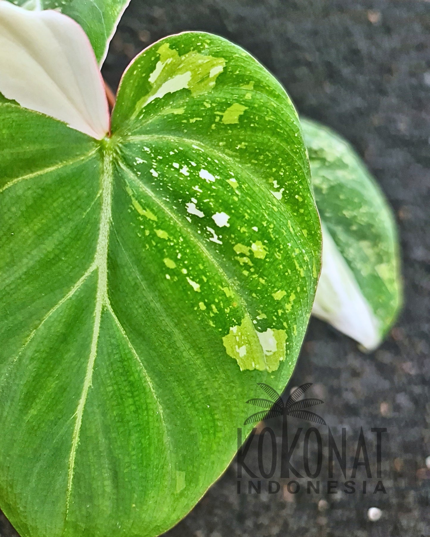 NEW Philodendron Gloriosum Variegated